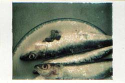 POLAROIDPRINT SARDINES