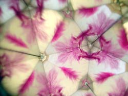 KALEIDOSKOP FEDERN